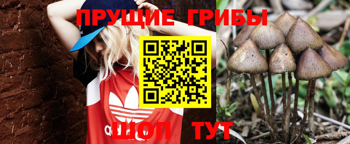 Новозыбков  Галлюциногенные грибы мицелий  Галлюциногенные грибы Cubensis  Вход с VPN 